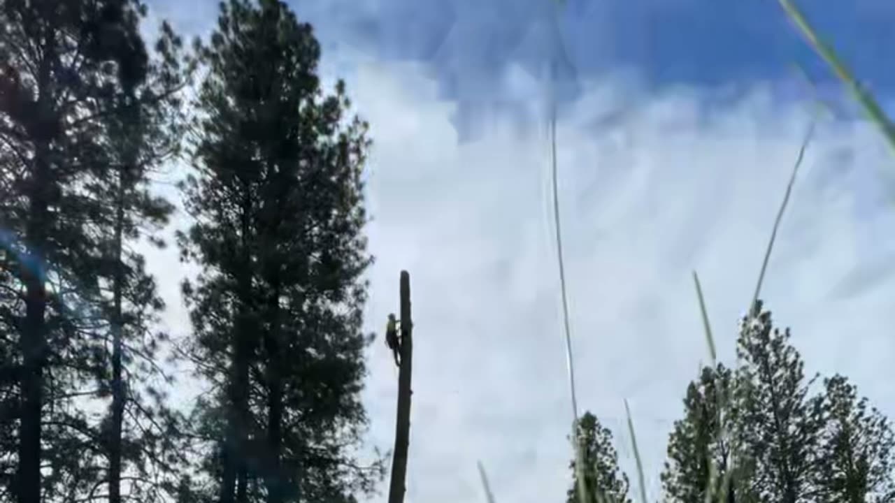 North Fork Tree Service crew removing a large pine tree