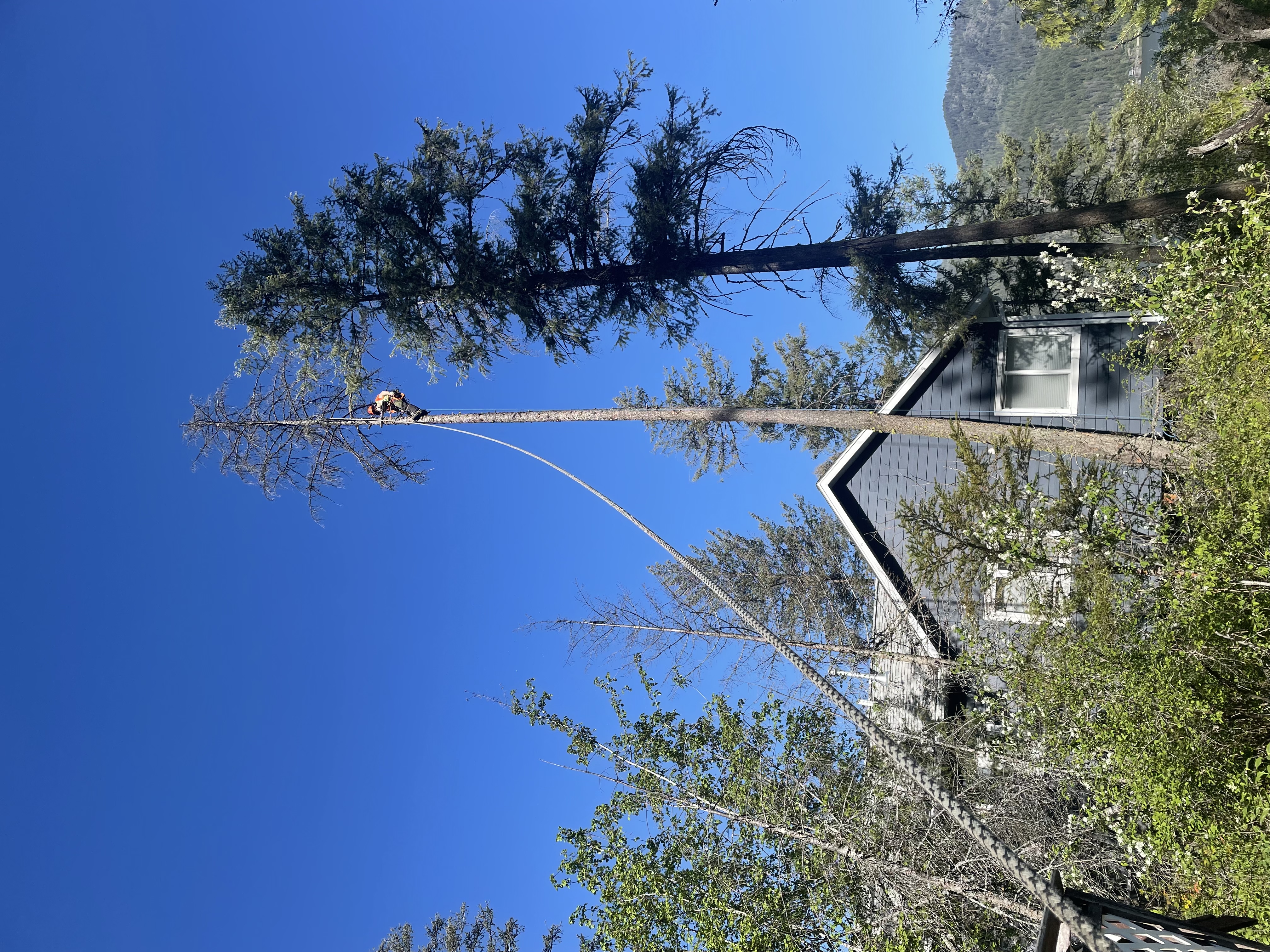 Arborist pruning branches from a mature tree
