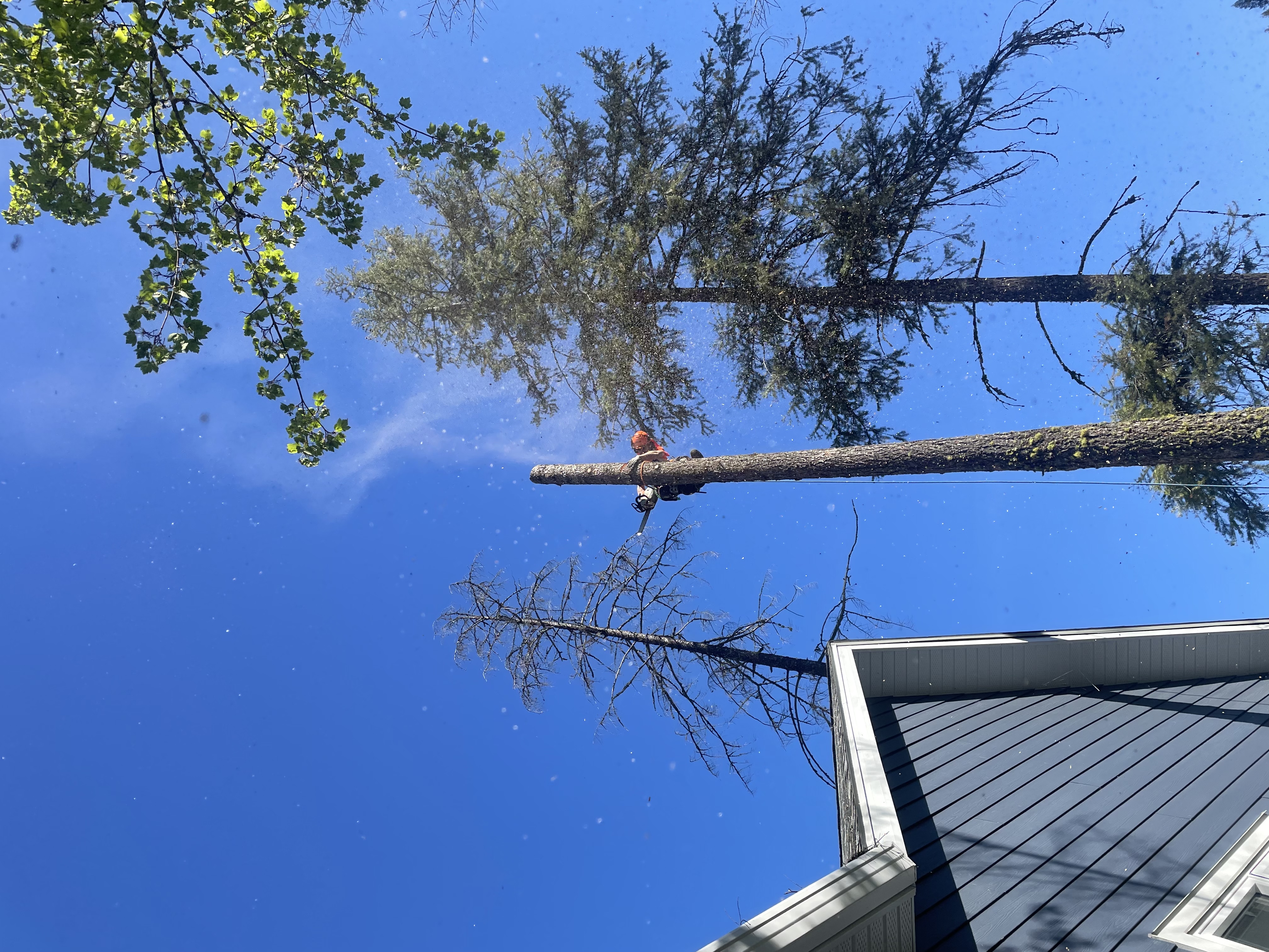 Dangerous Tree Removal — North Fork Tree Service in Grand Forks & Christina Lake