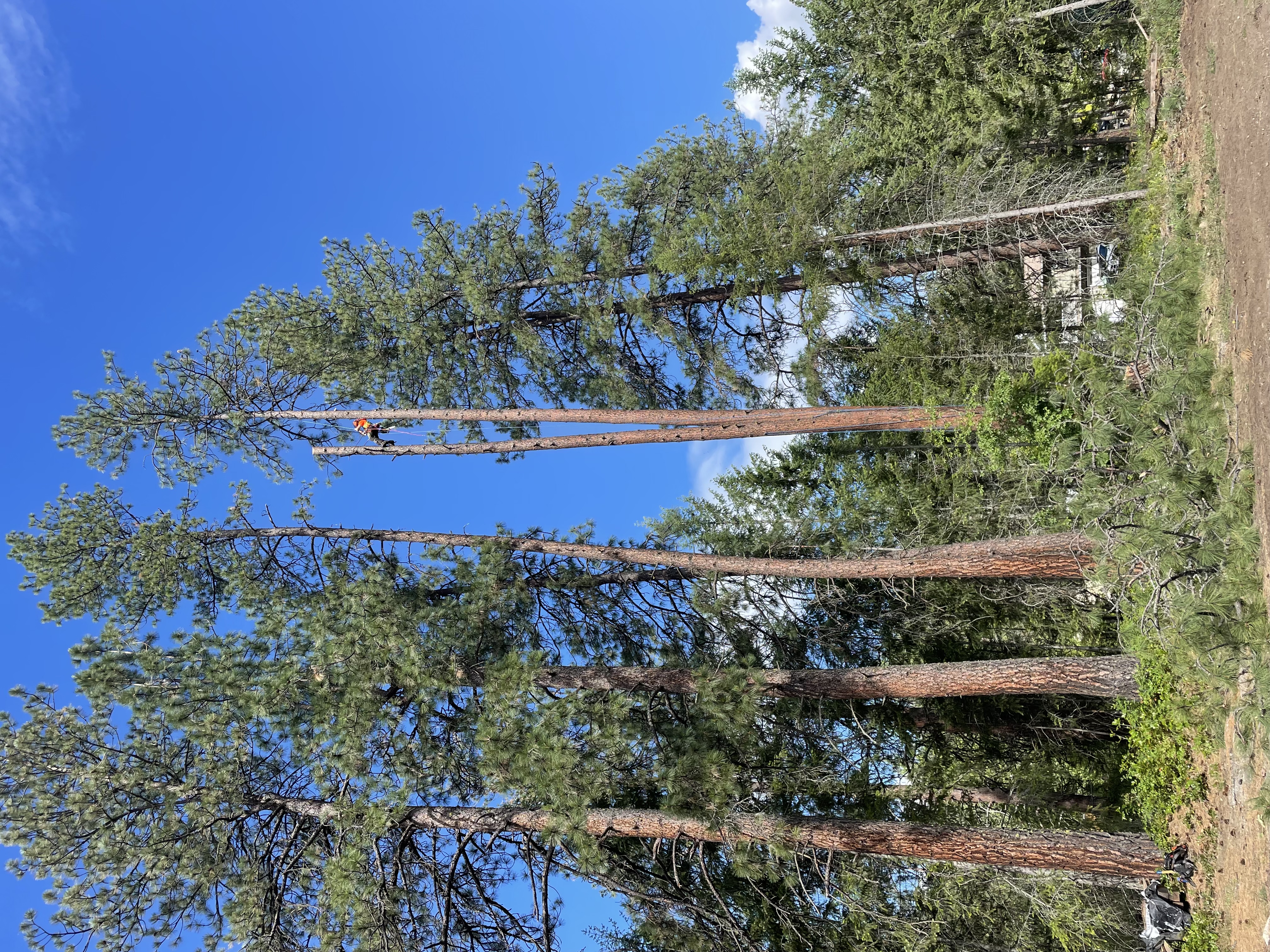 Tree Pruning — North Fork Tree Service in Grand Forks & Christina Lake