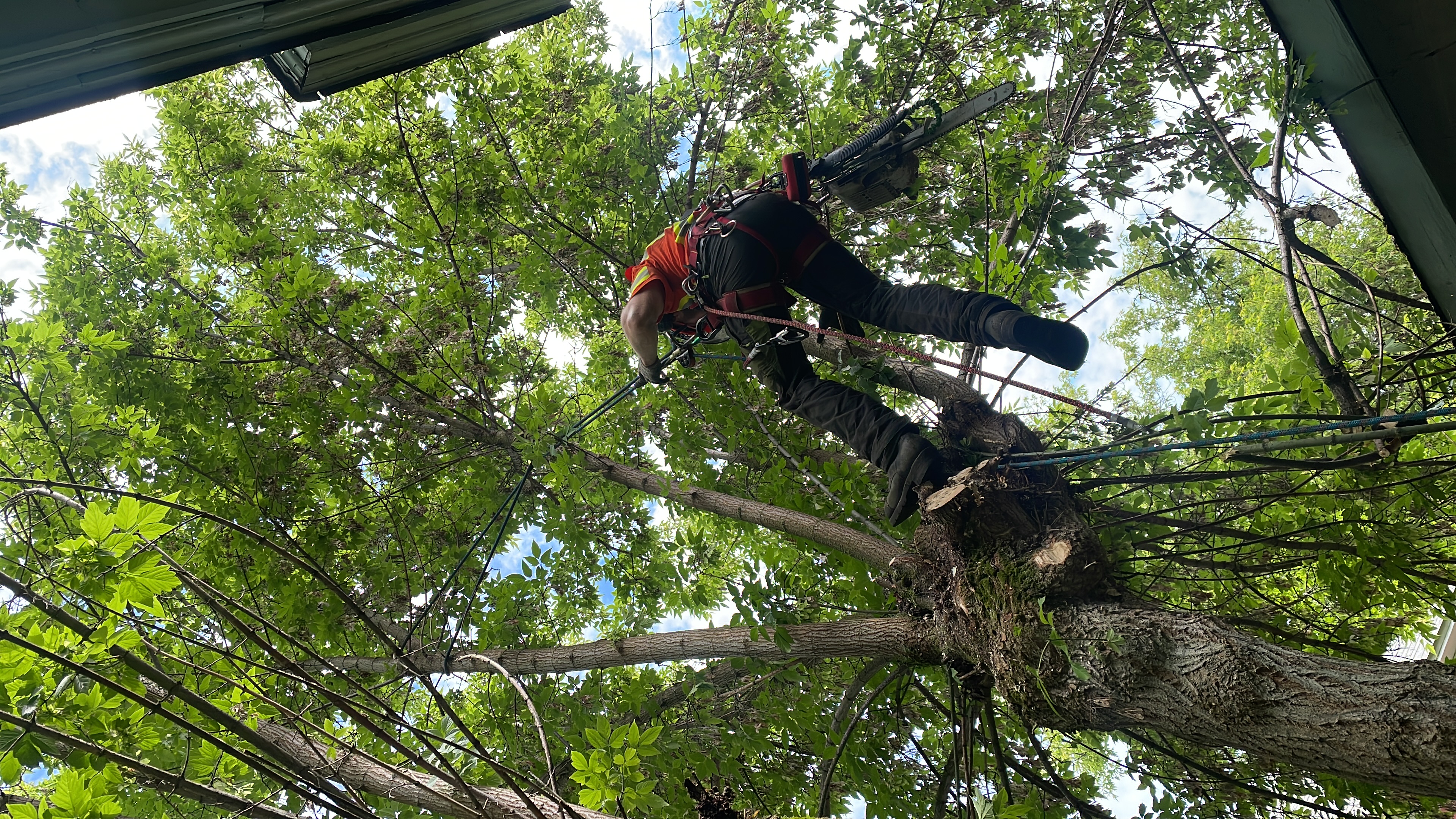 North Fork Tree Service crew coiling rope beside cut logs